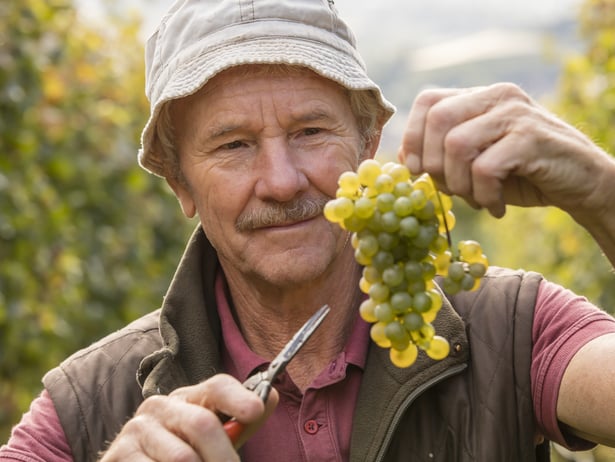 A hand holds a white grape panicle in the sun