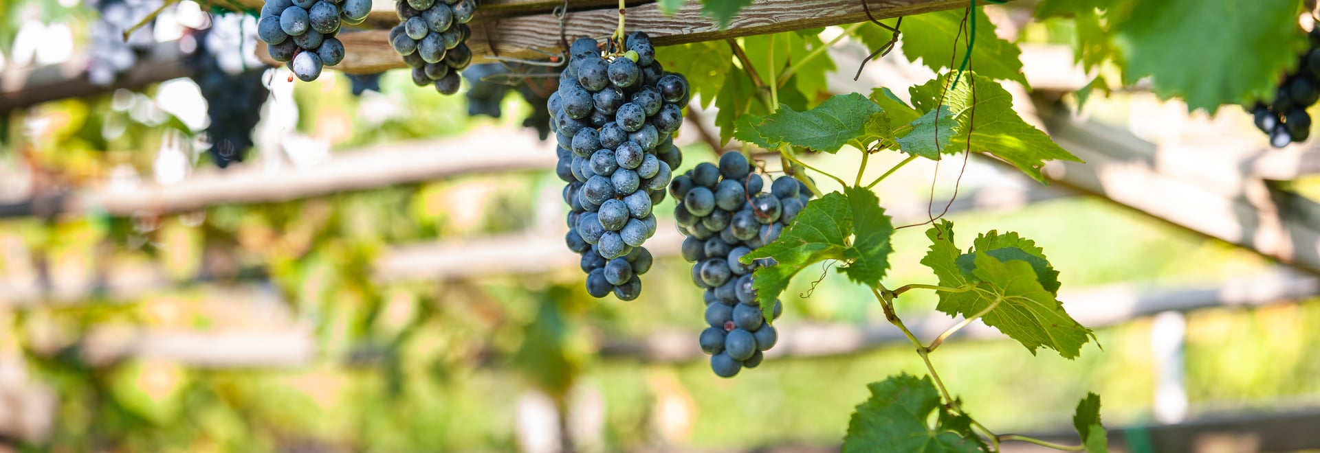Blue grapes on the vine