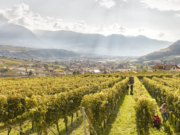 Fields full of vines
