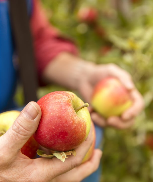 A crisp apple straight from the tree