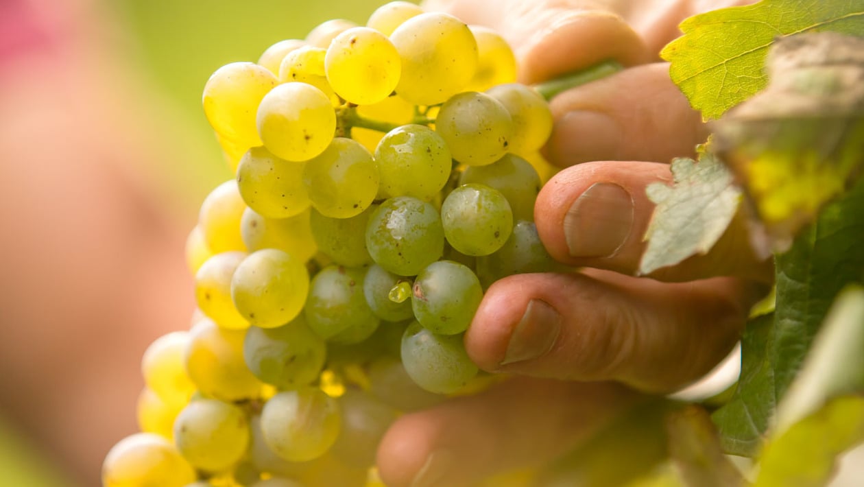 Grapes golden yellow
