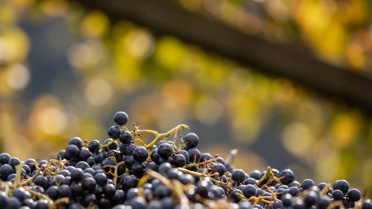 Grapes in a wine vat