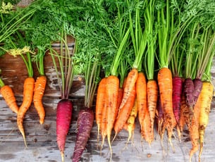 Fresh carrots