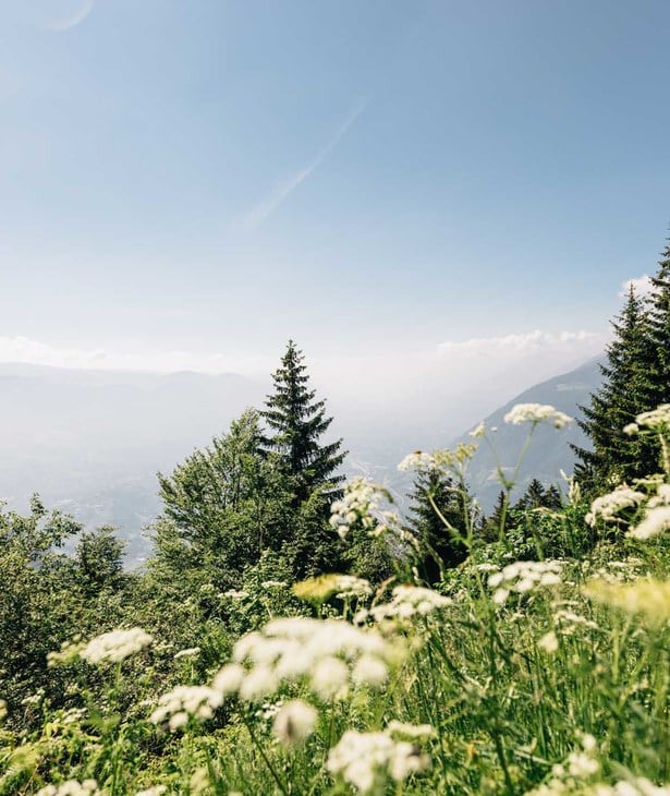 Bergblumen hautnah erleben