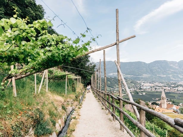 Viti sopra la Waalweg