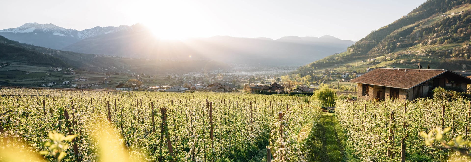 Blütenpracht der Apfelbäume in Südtirol