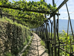 La roggia di aqua di Lagundo sotto un tetto di viti