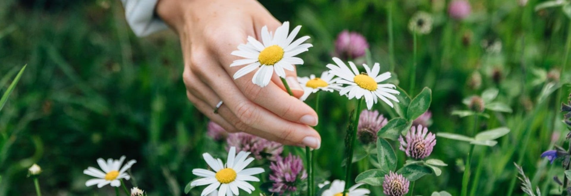A veritable sea of blossoms with an incredible view