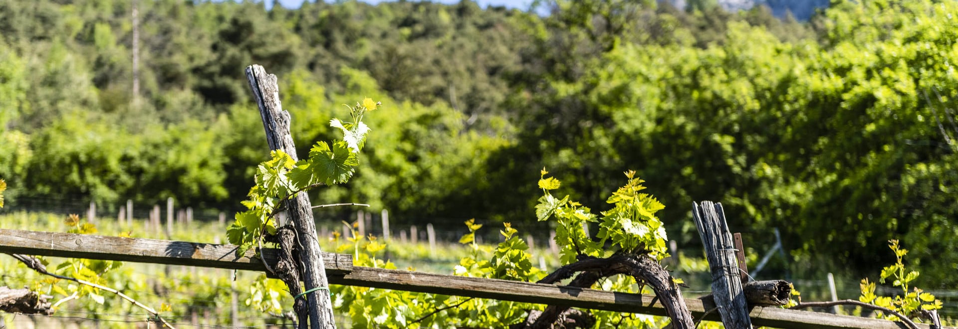 Weinpergeln, Flaumeichen und rätselhafte Knottn