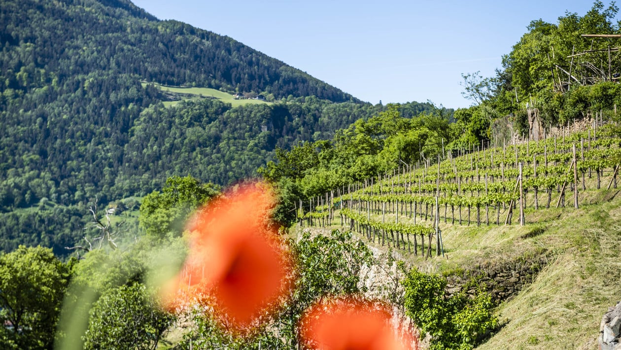 Weinpergeln, Flaumeichen und rätselhafte Knottn