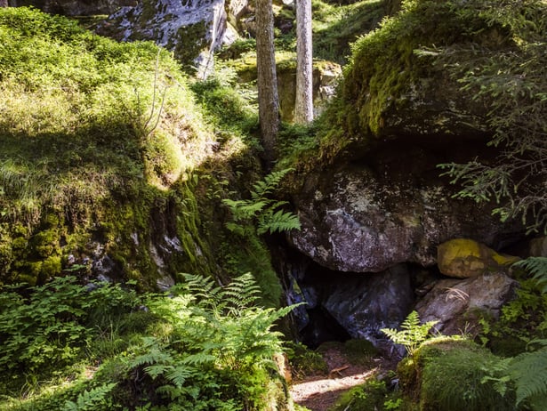 Weinpergeln, Flaumeichen und rätselhafte Knottn