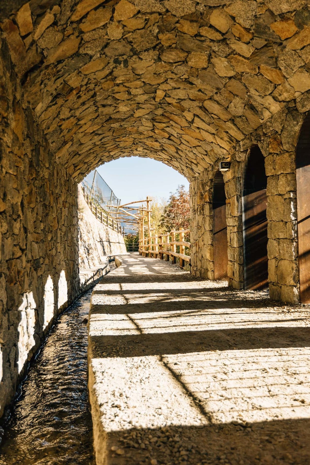 Le viti sono già cariche di uva in estate