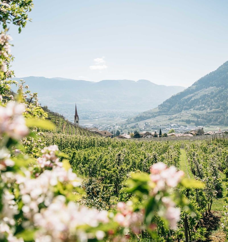 Frühling in Algund