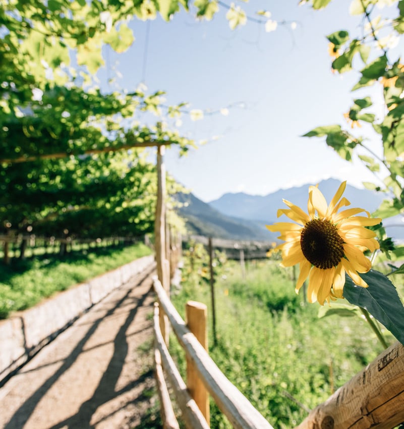 Sommer in Algund