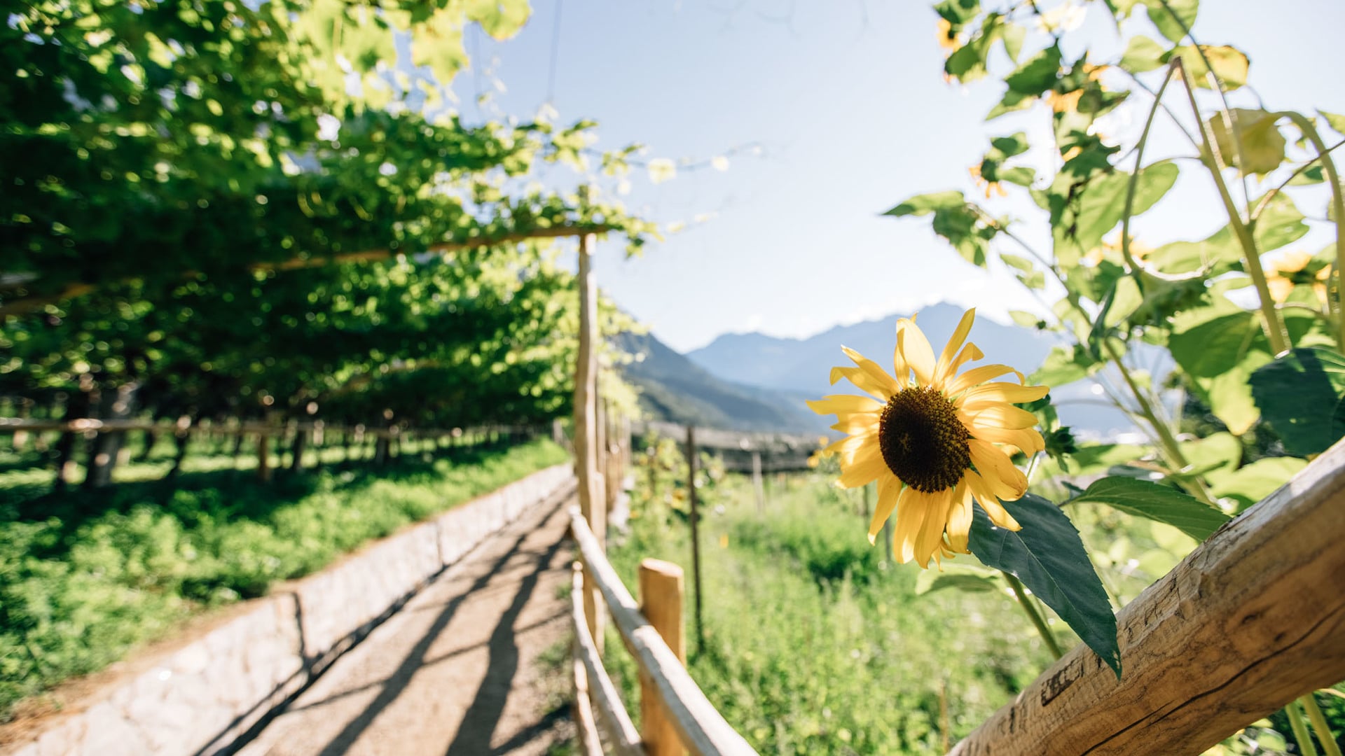 Summer in Algund