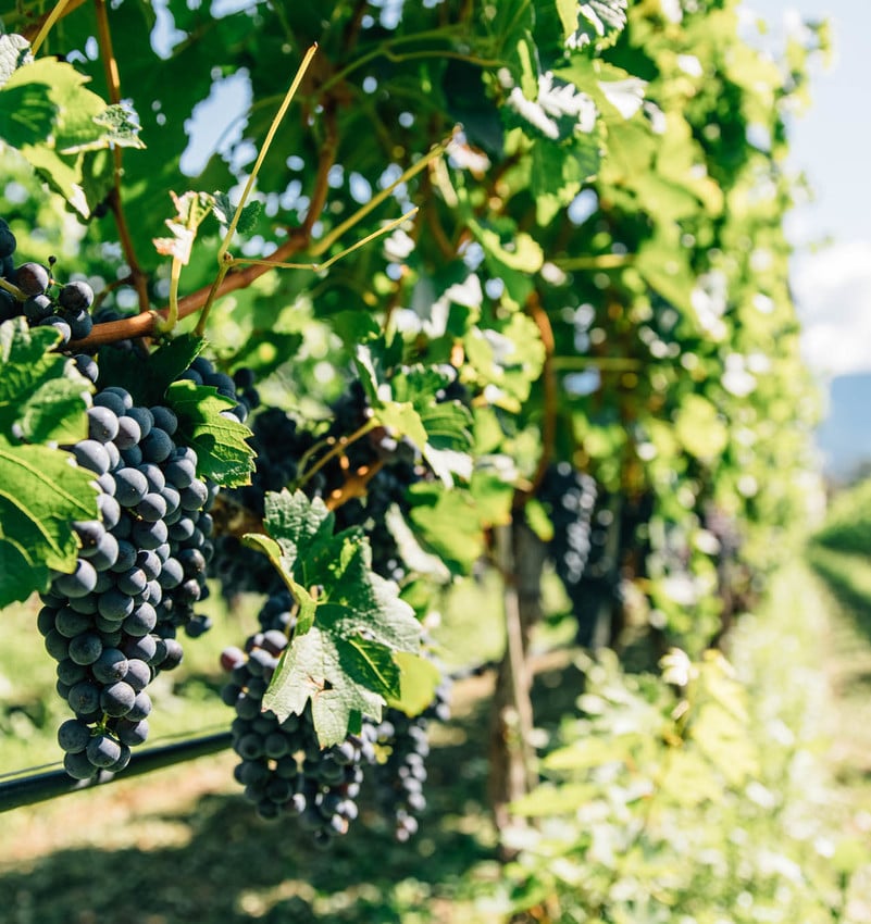 Uva fresca sulla vite