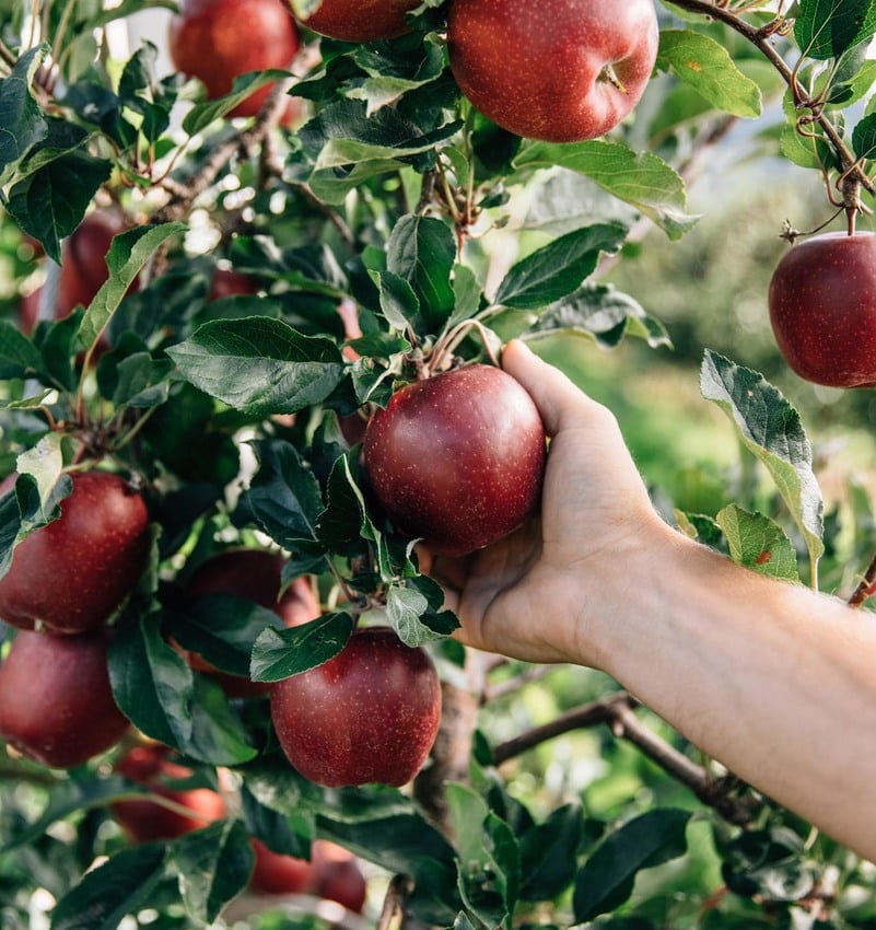 From apple strudel to gourmet cuisine