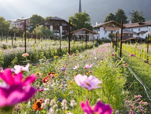 Sonnenaufgang auf einer Blumenwiese