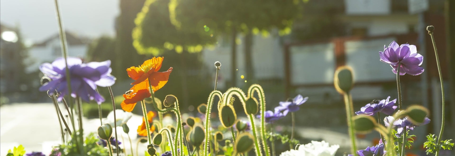 Bunte Blühende Blumen