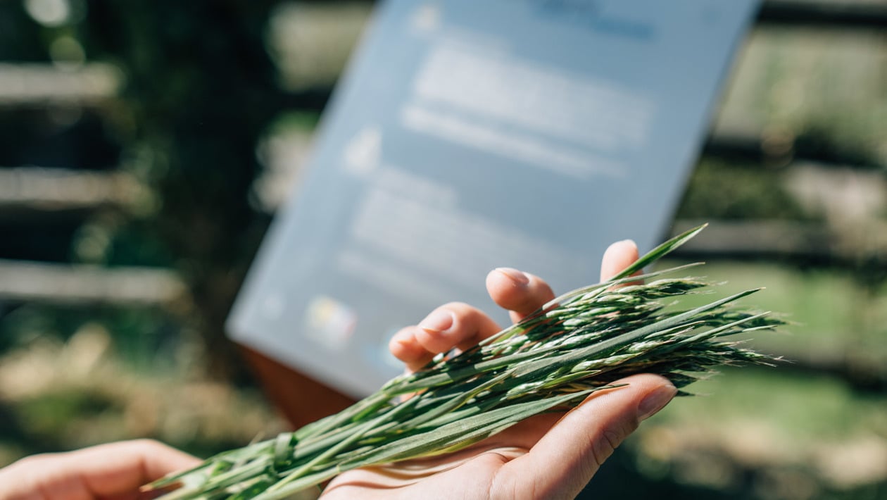 Erbe aromatiche: parte fondamentale della cura Kneipp
