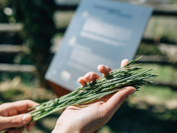Wild herbs in nature