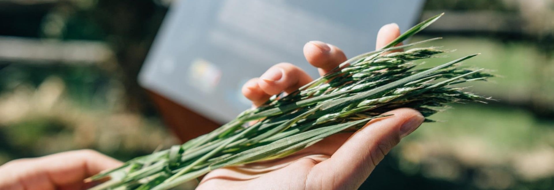 Fresh herbs from South Tyrol
