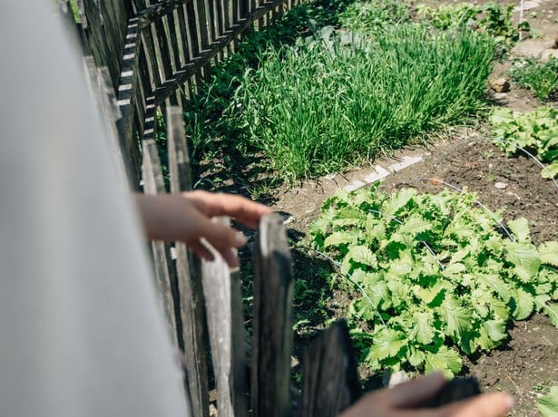 La natura dal giardino di casa